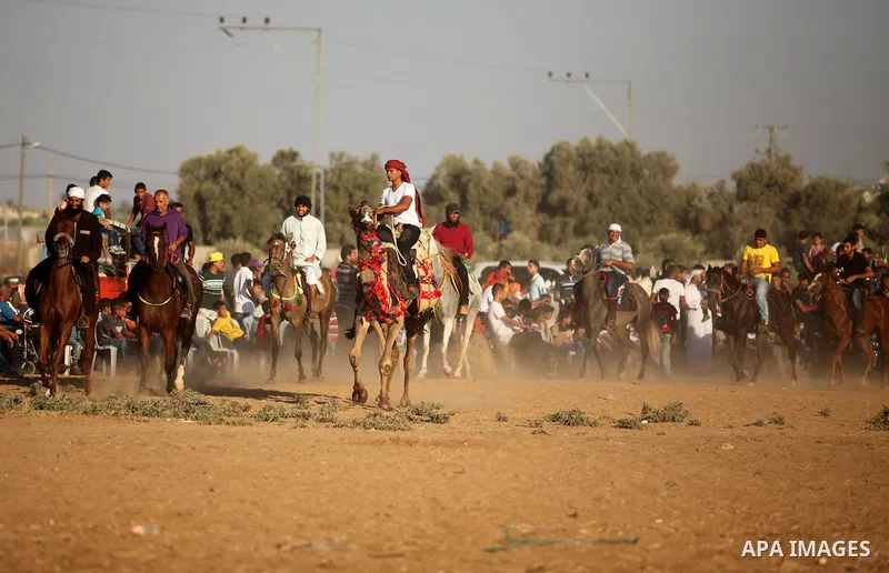 Palestinians ride camels during a Bedouin festival in Dair Al Balah in the central Gaza Strip September 16, 2016. Photo by Ashraf Amra