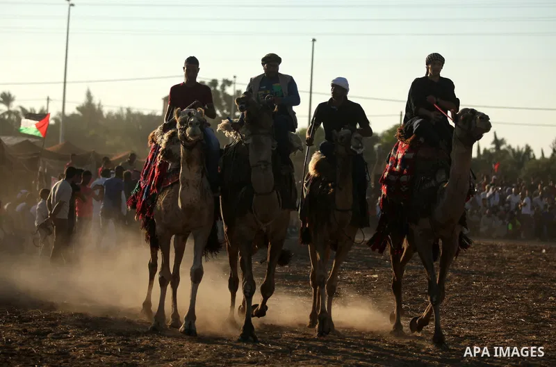 Palestinians ride camels during a Bedouin festival in Dair Al Balah in the central Gaza Strip September 16, 2016. Photo by Ashraf Amra