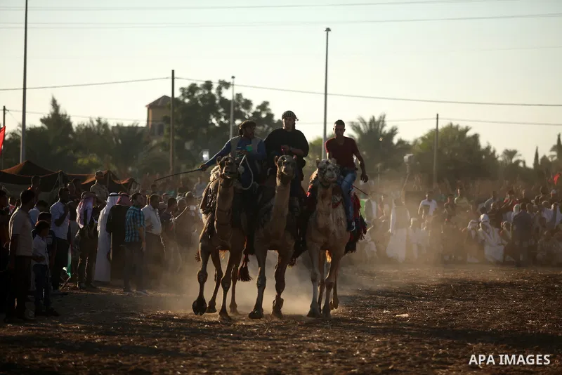 Palestinians ride camels during a Bedouin festival in Dair Al Balah in the central Gaza Strip September 16, 2016. Photo by Ashraf Amra