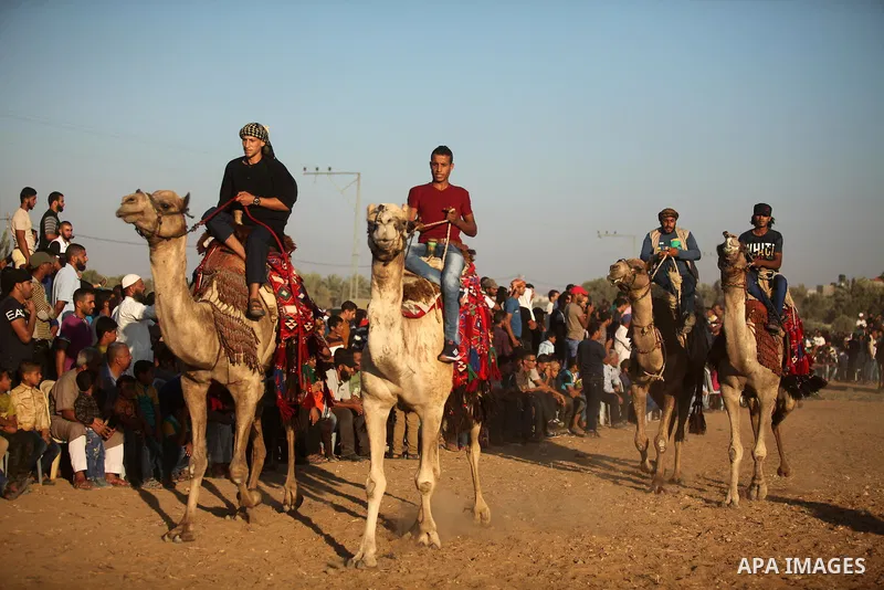 Palestinians ride camels during a Bedouin festival in Dair Al Balah in the central Gaza Strip September 16, 2016. Photo by Ashraf Amra
