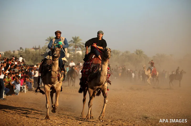 Palestinians ride camels during a Bedouin festival in Dair Al Balah in the central Gaza Strip September 16, 2016. Photo by Ashraf Amra
