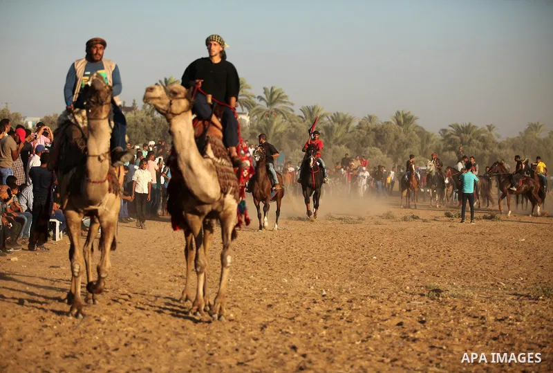 Palestinians ride camels during a Bedouin festival in Dair Al Balah in the central Gaza Strip September 16, 2016. Photo by Ashraf Amra