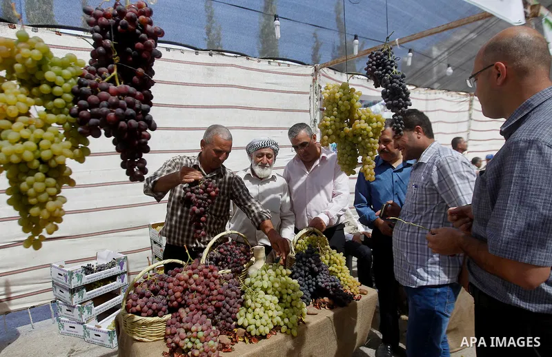 A Palestinian man displays Grapes, during the Palestinian grapes festival in Halhoul village, near the West Bank city of Hebron, on Sept. 19, 2016. Hebron is very famous in grape production as it contains many fields of...