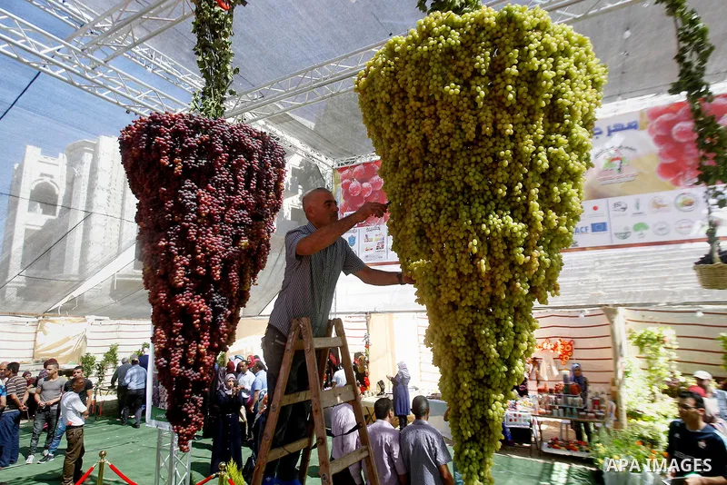 A Palestinian man displays Grapes, during the Palestinian grapes festival in Halhoul village, near the West Bank city of Hebron, on Sept. 19, 2016. Hebron is very famous in grape production as it contains many fields of...