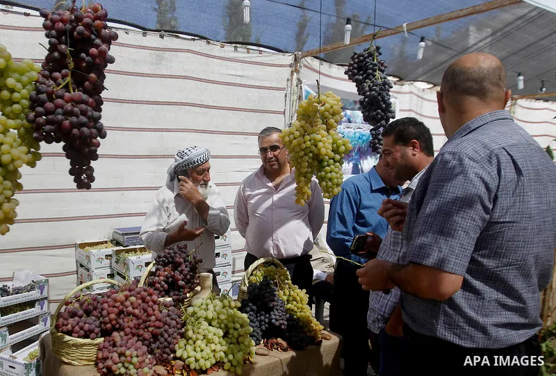 A Palestinian man displays Grapes, during the Palestinian grapes festival in Halhoul village, near the West Bank city of Hebron, on Sept. 19, 2016. Hebron is very famous in grape production as it contains many fields of...