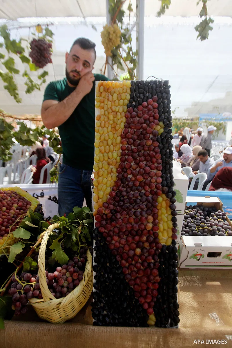 A Palestinian man displays Grapes, during the Palestinian grapes festival in Halhoul village, near the West Bank city of Hebron, on Sept. 19, 2016. Hebron is very famous in grape production as it contains many fields of...
