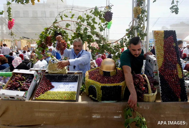 Palestinians display Grapes, during the Palestinian grapes festival in Halhoul village, near the West Bank city of Hebron, on Sept. 19, 2016. Hebron is very famous in grape production as it contains many fields of grapes...