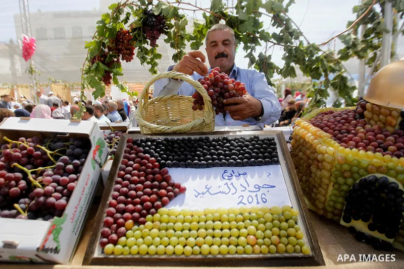 A Palestinian man displays Grapes, during the Palestinian grapes festival in Halhoul village, near the West Bank city of Hebron, on Sept. 19, 2016. Hebron is very famous in grape production as it contains many fields of...