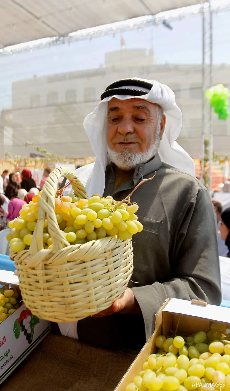 A Palestinian man displays Grapes, during the Palestinian grapes festival in Halhoul village, near the West Bank city of Hebron, on Sept. 19, 2016. Hebron is very famous in grape production as it contains many fields of...