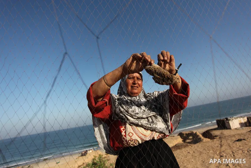 A Palestinian woman takes out a quail from a net after catching it on a beach, in the central Gaza Strip September 20, 2016. Palestinians erected hundreds of meters of nets along the coastline in the Gaza Strip to hunt m...