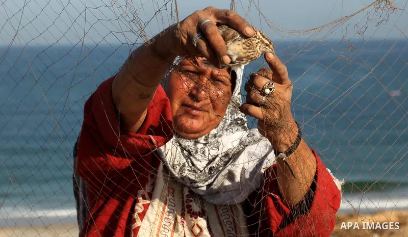 A Palestinian woman takes out a quail from a net after catching it on a beach, in the central Gaza Strip September 20, 2016. Palestinians erected hundreds of meters of nets along the coastline in the Gaza Strip to hunt m...