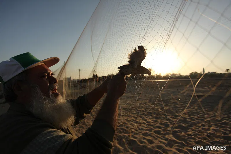 A Palestinian man takes out a quail from a net after catching it on a beach in Khan Younis, in the southern Gaza Strip September 20, 2016. Palestinians erected hundreds of meters of nets along the coastline in the Gaza S...