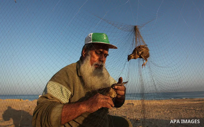 A Palestinian man takes out a quail from a net after catching it on a beach in Khan Younis, in the southern Gaza Strip September 20, 2016. Palestinians erected hundreds of meters of nets along the coastline in the Gaza S...