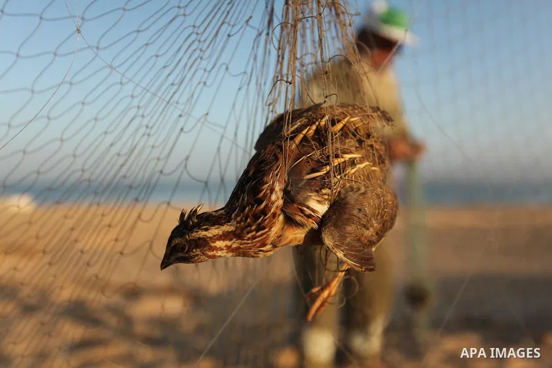 A Palestinian man takes out a quail from a net after catching it on a beach in Khan Younis, in the southern Gaza Strip September 20, 2016. Palestinians erected hundreds of meters of nets along the coastline in the Gaza S...