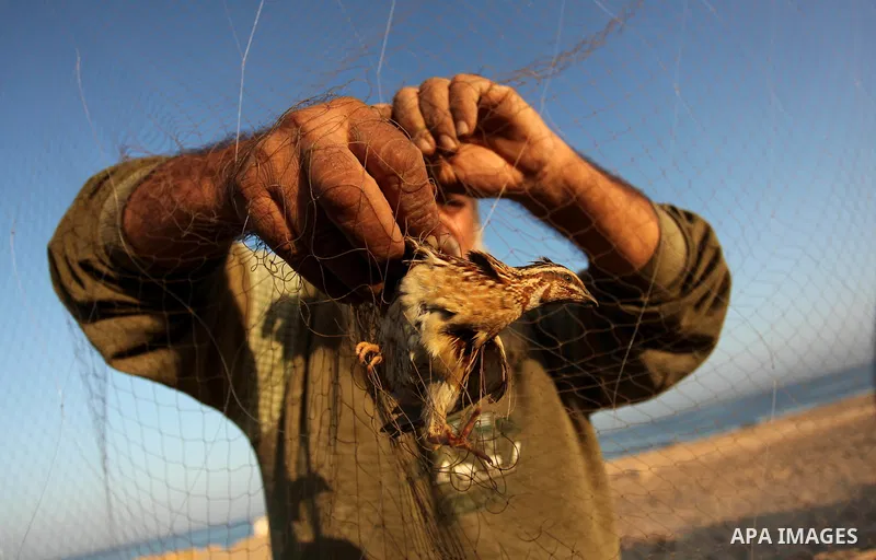 A Palestinian man takes out a quail from a net after catching it on a beach in Khan Younis, in the southern Gaza Strip September 20, 2016. Palestinians erected hundreds of meters of nets along the coastline in the Gaza S...