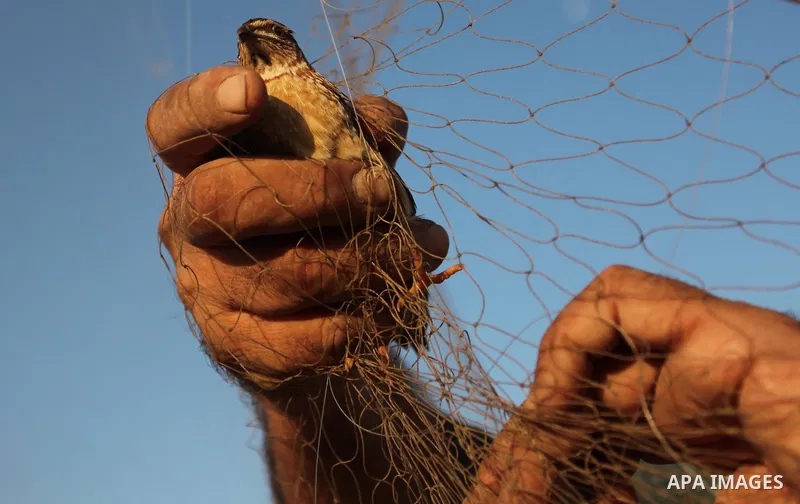 A Palestinian man takes out a quail from a net after catching it on a beach in Khan Younis, in the southern Gaza Strip September 20, 2016. Palestinians erected hundreds of meters of nets along the coastline in the Gaza S...