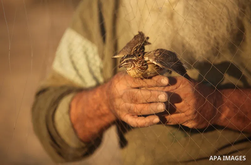 A Palestinian man takes out a quail from a net after catching it on a beach in Khan Younis, in the southern Gaza Strip September 20, 2016. Palestinians erected hundreds of meters of nets along the coastline in the Gaza S...