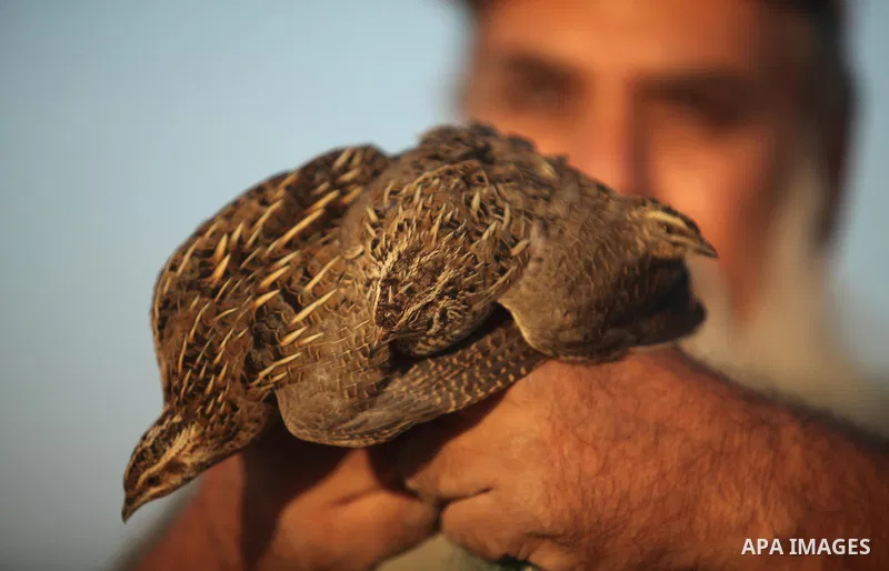 A Palestinian man takes out a quail from a net after catching it on a beach in Khan Younis, in the southern Gaza Strip September 20, 2016. Palestinians erected hundreds of meters of nets along the coastline in the Gaza S...