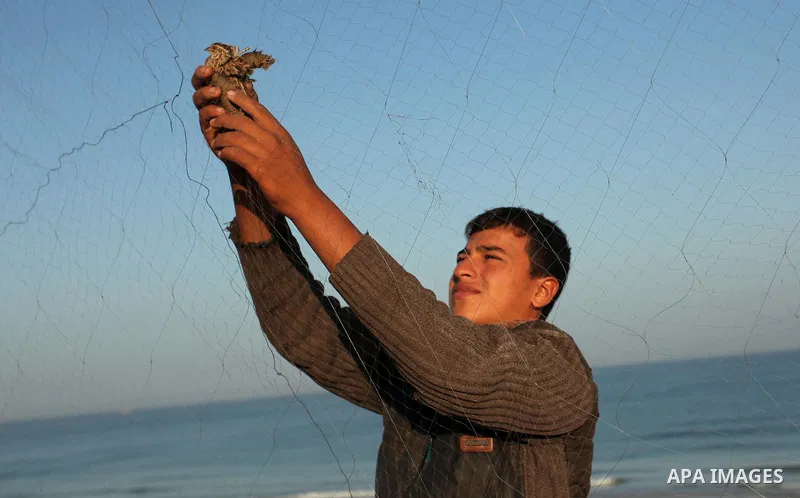 A Palestinian man takes out a quail from a net after catching it on a beach in Khan Younis, in the southern Gaza Strip September 20, 2016. Palestinians erected hundreds of meters of nets along the coastline in the Gaza S...