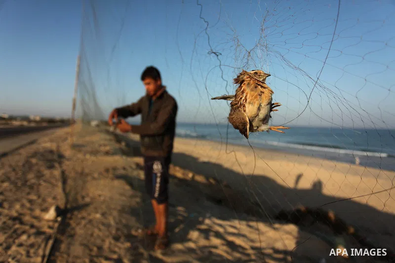 A Palestinian man takes out a quail from a net after catching it on a beach in Khan Younis, in the southern Gaza Strip September 20, 2016. Palestinians erected hundreds of meters of nets along the coastline in the Gaza S...
