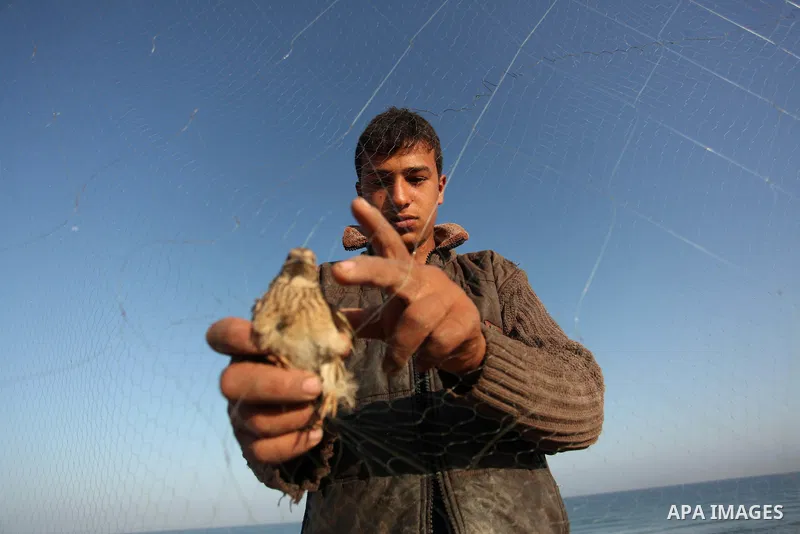 A Palestinian man takes out a quail from a net after catching it on a beach in Khan Younis, in the southern Gaza Strip September 20, 2016. Palestinians erected hundreds of meters of nets along the coastline in the Gaza S...