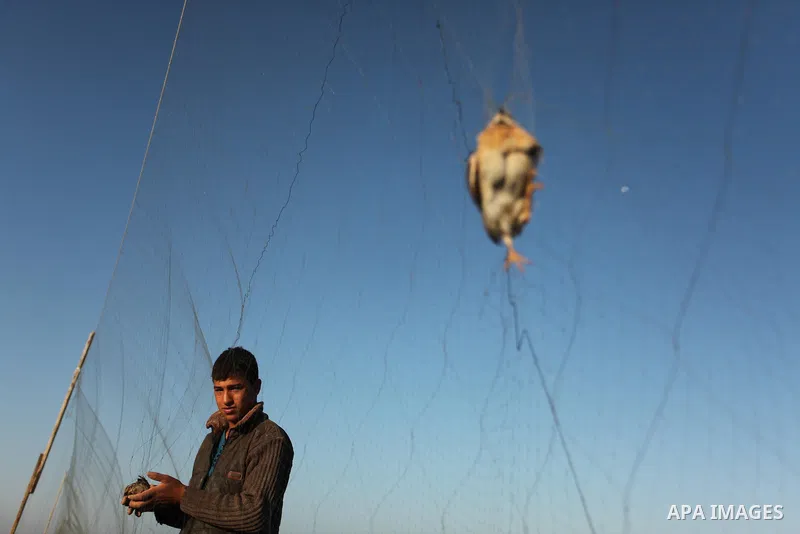 A Palestinian man takes out a quail from a net after catching it on a beach in Khan Younis, in the southern Gaza Strip September 20, 2016. Palestinians erected hundreds of meters of nets along the coastline in the Gaza S...