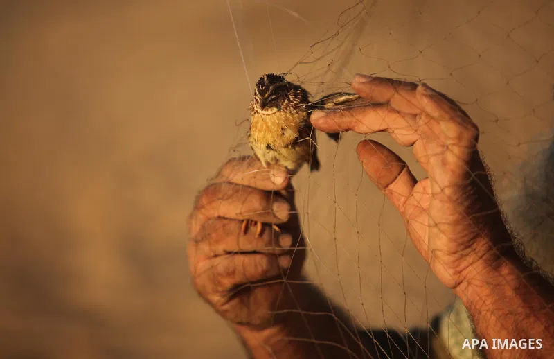A Palestinian man takes out a quail from a net after catching it on a beach in Khan Younis, in the southern Gaza Strip September 20, 2016. Palestinians erected hundreds of meters of nets along the coastline in the Gaza S...