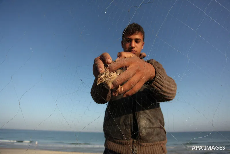 A Palestinian man takes out a quail from a net after catching it on a beach in Khan Younis, in the southern Gaza Strip September 20, 2016. Palestinians erected hundreds of meters of nets along the coastline in the Gaza S...