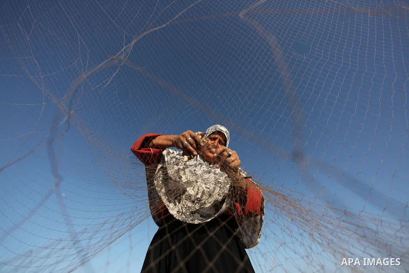 A Palestinian woman takes out a quail from a net after catching it on a beach, in the central Gaza Strip September 20, 2016. Palestinians erected hundreds of meters of nets along the coastline in the Gaza Strip to hunt m...