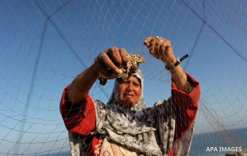 A Palestinian woman takes out a quail from a net after catching it on a beach, in the central Gaza Strip September 20, 2016. Palestinians erected hundreds of meters of nets along the coastline in the Gaza Strip to hunt m...