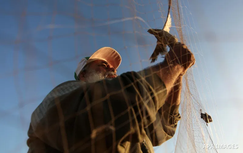 A Palestinian man takes out a quail from a net after catching it on a beach in Khan Younis, in the southern Gaza Strip September 20, 2016. Palestinians erected hundreds of meters of nets along the coastline in the Gaza S...
