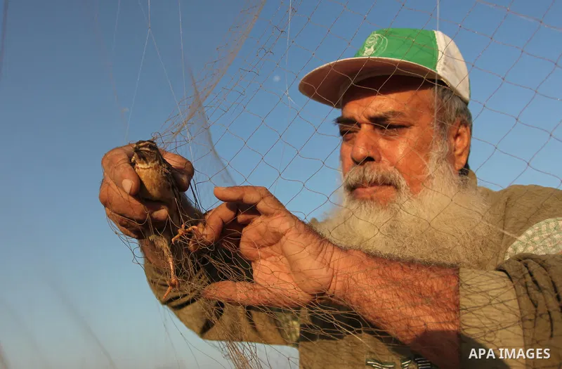A Palestinian man takes out a quail from a net after catching it on a beach in Khan Younis, in the southern Gaza Strip September 20, 2016. Palestinians erected hundreds of meters of nets along the coastline in the Gaza S...