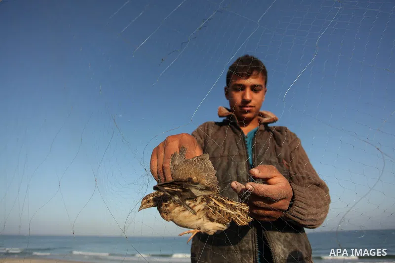 A Palestinian man takes out a quail from a net after catching it on a beach in Khan Younis, in the southern Gaza Strip September 20, 2016. Palestinians erected hundreds of meters of nets along the coastline in the Gaza S...