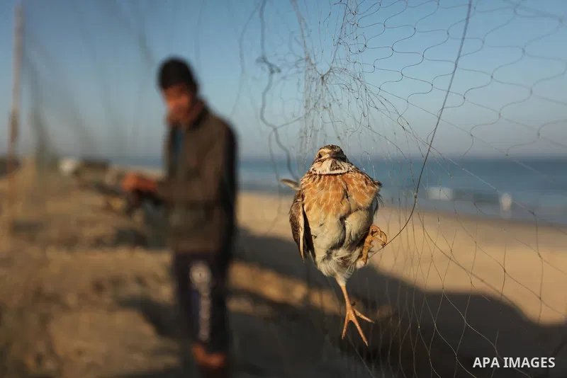 A Palestinian man takes out a quail from a net after catching it on a beach in Khan Younis, in the southern Gaza Strip September 20, 2016. Palestinians erected hundreds of meters of nets along the coastline in the Gaza S...