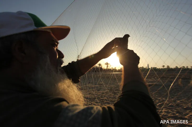 A Palestinian man takes out a quail from a net after catching it on a beach in Khan Younis, in the southern Gaza Strip September 20, 2016. Palestinians erected hundreds of meters of nets along the coastline in the Gaza S...