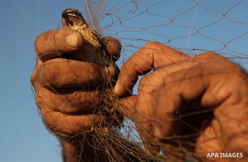 A Palestinian man takes out a quail from a net after catching it on a beach in Khan Younis, in the southern Gaza Strip September 20, 2016. Palestinians erected hundreds of meters of nets along the coastline in the Gaza S...