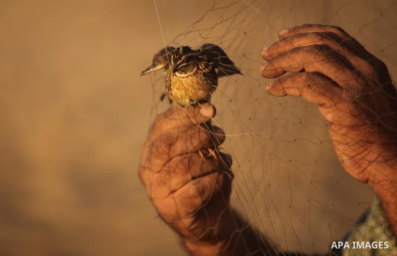 A Palestinian man takes out a quail from a net after catching it on a beach in Khan Younis, in the southern Gaza Strip September 20, 2016. Palestinians erected hundreds of meters of nets along the coastline in the Gaza S...