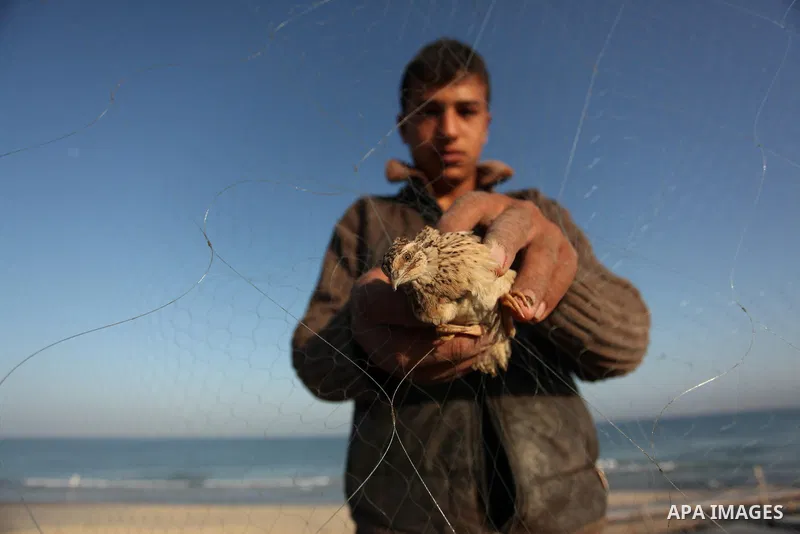 A Palestinian man takes out a quail from a net after catching it on a beach in Khan Younis, in the southern Gaza Strip September 20, 2016. Palestinians erected hundreds of meters of nets along the coastline in the Gaza S...