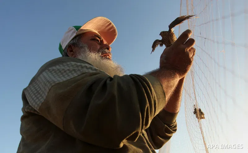 A Palestinian man takes out a quail from a net after catching it on a beach in Khan Younis, in the southern Gaza Strip September 20, 2016. Palestinians erected hundreds of meters of nets along the coastline in the Gaza S...