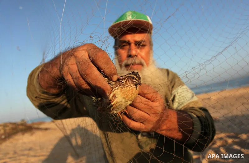 A Palestinian man takes out a quail from a net after catching it on a beach in Khan Younis, in the southern Gaza Strip September 20, 2016. Palestinians erected hundreds of meters of nets along the coastline in the Gaza S...