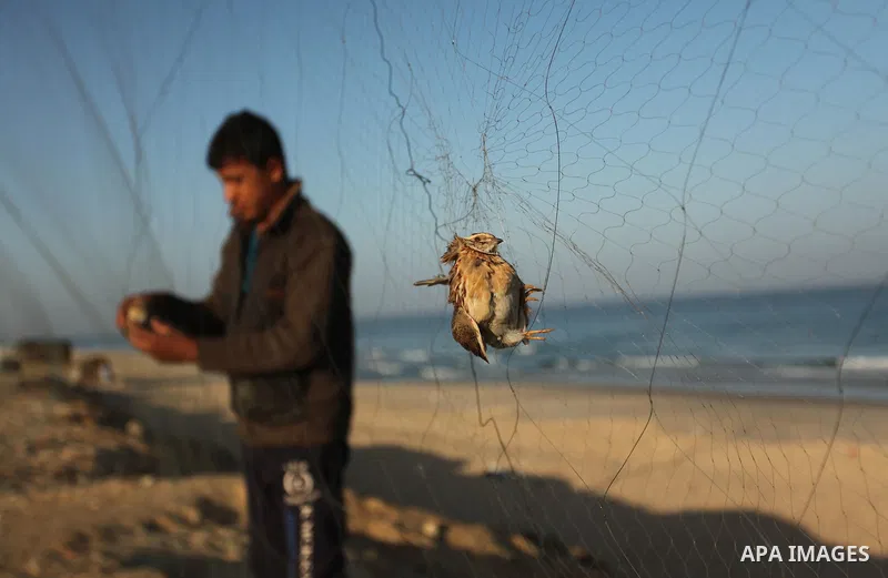 A Palestinian man takes out a quail from a net after catching it on a beach in Khan Younis, in the southern Gaza Strip September 20, 2016. Palestinians erected hundreds of meters of nets along the coastline in the Gaza S...
