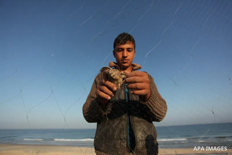 A Palestinian man takes out a quail from a net after catching it on a beach in Khan Younis, in the southern Gaza Strip September 20, 2016. Palestinians erected hundreds of meters of nets along the coastline in the Gaza S...