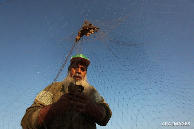 A Palestinian man takes out a quail from a net after catching it on a beach in Khan Younis, in the southern Gaza Strip September 20, 2016. Palestinians erected hundreds of meters of nets along the coastline in the Gaza S...