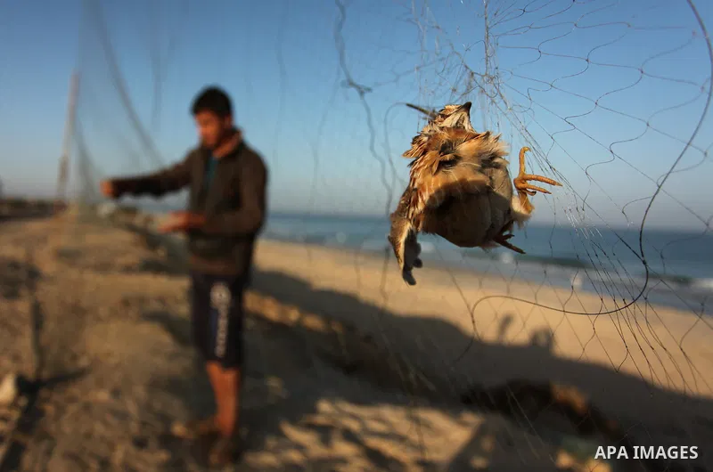 A Palestinian man takes out a quail from a net after catching it on a beach in Khan Younis, in the southern Gaza Strip September 20, 2016. Palestinians erected hundreds of meters of nets along the coastline in the Gaza S...