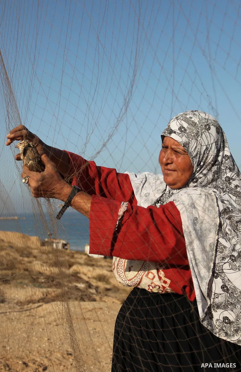 A Palestinian woman takes out a quail from a net after catching it on a beach, in the central Gaza Strip September 20, 2016. Palestinians erected hundreds of meters of nets along the coastline in the Gaza Strip to hunt m...