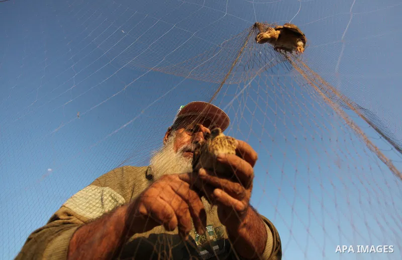 A Palestinian man takes out a quail from a net after catching it on a beach in Khan Younis, in the southern Gaza Strip September 20, 2016. Palestinians erected hundreds of meters of nets along the coastline in the Gaza S...