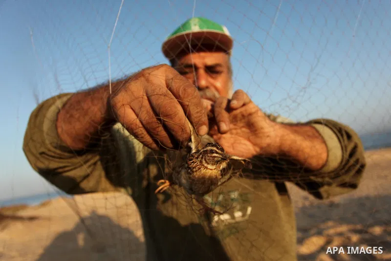 A Palestinian man takes out a quail from a net after catching it on a beach in Khan Younis, in the southern Gaza Strip September 20, 2016. Palestinians erected hundreds of meters of nets along the coastline in the Gaza S...
