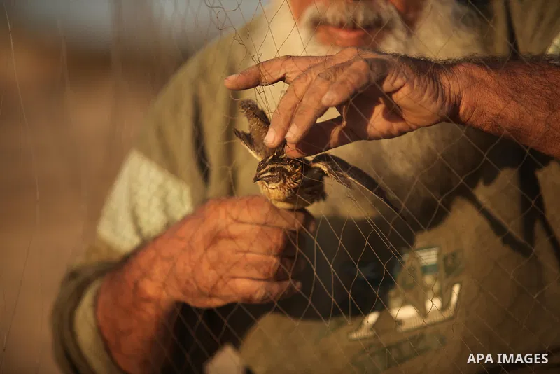 A Palestinian man takes out a quail from a net after catching it on a beach in Khan Younis, in the southern Gaza Strip September 20, 2016. Palestinians erected hundreds of meters of nets along the coastline in the Gaza S...