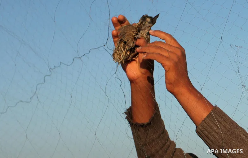 A Palestinian woman takes out a quail from a net after catching it on a beach, in the central Gaza Strip September 20, 2016. Palestinians erected hundreds of meters of nets along the coastline in the Gaza Strip to hunt m...
