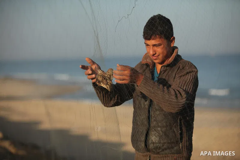 A Palestinian man takes out a quail from a net after catching it on a beach in Khan Younis, in the southern Gaza Strip September 20, 2016. Palestinians erected hundreds of meters of nets along the coastline in the Gaza S...